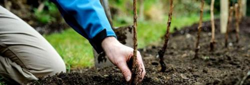 В каком месяце сажать малину. Как и когда нужно сажать малину весной