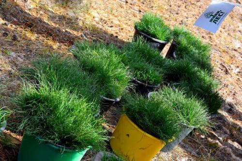 Как замачивать семена хвойных. Как вырастить сеянцы сосны или елки на подоконнике