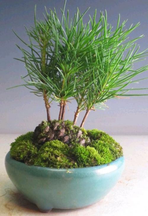 Семена хвойных деревьев. Как вырастить сосну из шишки в домашних условиях: посев семян, уход за растениями