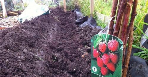 Посадка малины осенью: когда и как правильно посадить