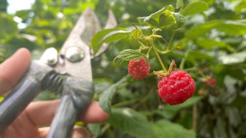 Уход за малиной в августе. Залог урожая: как ухаживать за малиной в августе, чтобы было много ягод на будущий год