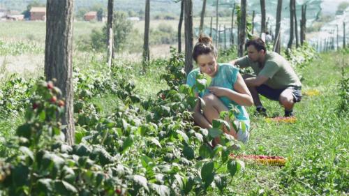 Посадка малины саженцами весной и осенью. Когда и как правильно посадить малину и как ухаживать за ней после посадки 03 Посадка малины саженцами весной и осенью. Когда и как правильно посадить малину и как ухаживать за ней после посадки 03