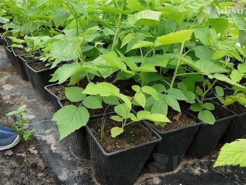 Посадка малины летом. Можно ли сажать малину летом?