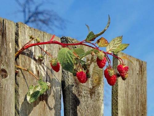 Посадка малины саженцами весной и осенью. Когда и как правильно посадить малину и как ухаживать за ней после посадки