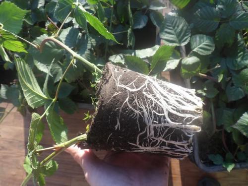 Посадка малины летом. Можно ли сажать малину летом?