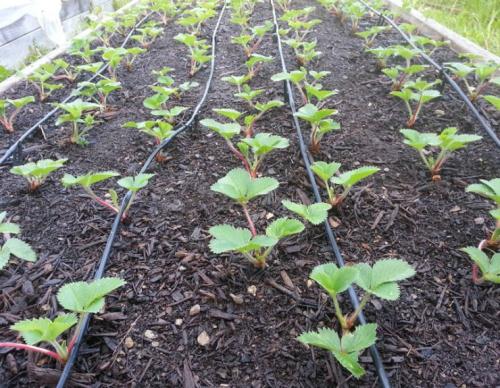 Уход за ягодными кустарниками после сбора урожая. Подкормка клубники после сбора урожая