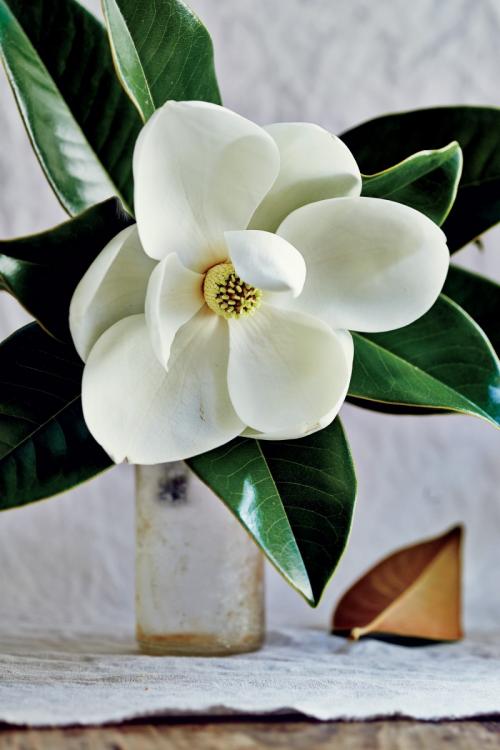 Магнолия цветок. Цветы магнолия (90 фото) — посадка и уход в саду + пошаговая инструкция для начинающих