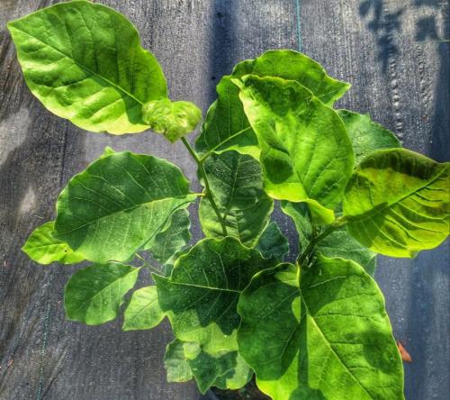 Магнолия цветок. Цветы магнолия (90 фото) — посадка и уход в саду + пошаговая инструкция для начинающих