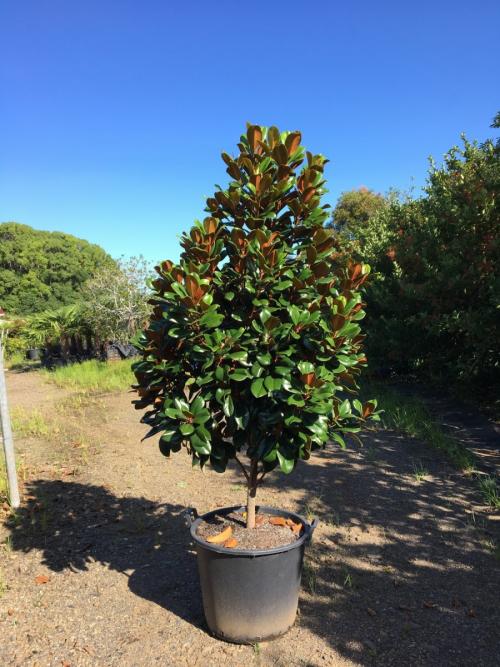 Магнолия цветок. Цветы магнолия (90 фото) — посадка и уход в саду + пошаговая инструкция для начинающих