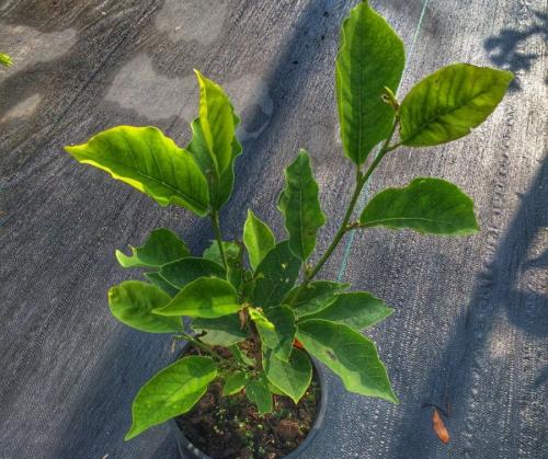 Магнолия цветок. Цветы магнолия (90 фото) — посадка и уход в саду + пошаговая инструкция для начинающих