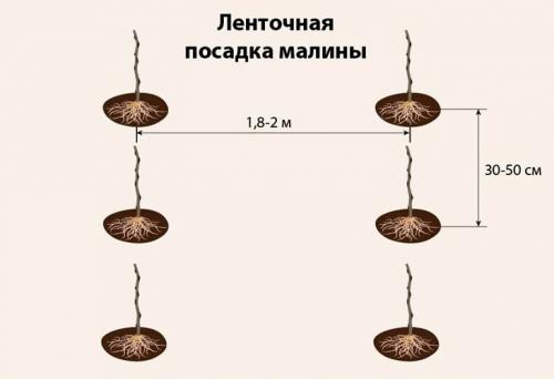 Посадка малины осенью в открытый грунт. Как правильно посадить саженцы малины осенью — пошаговая инструкция