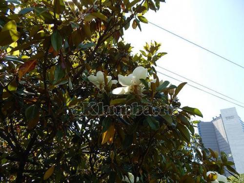 Магнолия описание. Магнолия — описание и виды