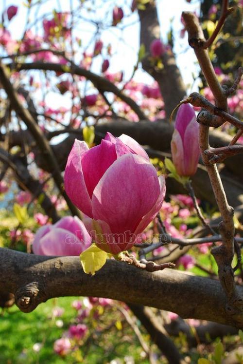 Магнолия описание. Магнолия — описание и виды