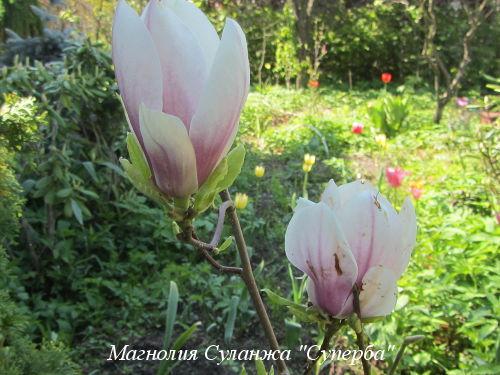 Магнолия выращивание в средней полосе. Магнолия в средней полосе: проверенные виды и сорта 19