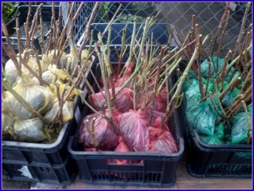 Выращивание саженцев малины. Выбор саженца и способы его хранения до посадки