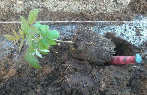 Когда лучше пересаживать малину. Как и когда можно пересаживать малину на новое место — советы экспертов