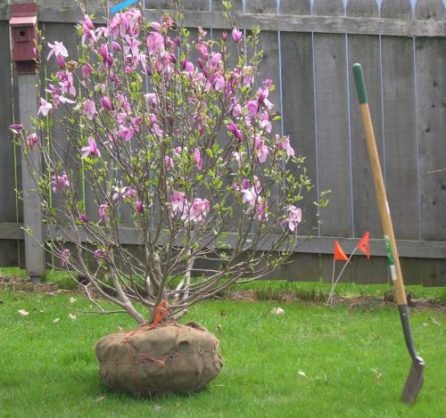 Магнолия цветок. Цветы магнолия (90 фото) — посадка и уход в саду + пошаговая инструкция для начинающих
