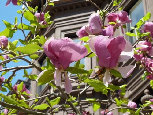 Магнолия цветок. Цветы магнолия (90 фото) — посадка и уход в саду + пошаговая инструкция для начинающих