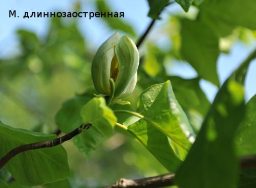 Магнолия выращивание в средней полосе. Магнолия в средней полосе: проверенные виды и сорта
