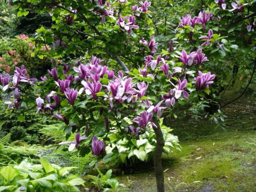 Магнолия цветок. Цветы магнолия (90 фото) — посадка и уход в саду + пошаговая инструкция для начинающих