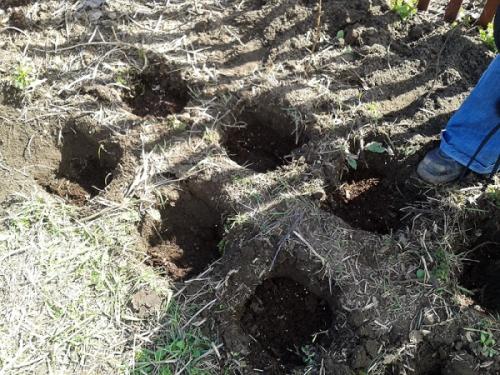 Когда лучше пересаживать малину. Как и когда можно пересаживать малину на новое место — советы экспертов