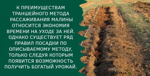 Посадка малины осенью в открытый грунт. Как правильно посадить саженцы малины осенью — пошаговая инструкция
