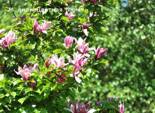 Магнолия выращивание в средней полосе. Магнолия в средней полосе: проверенные виды и сорта