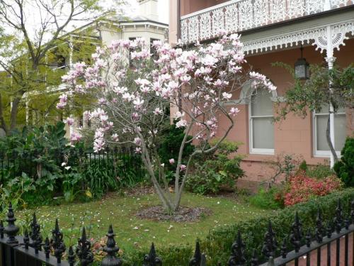 Магнолия цветок. Цветы магнолия (90 фото) — посадка и уход в саду + пошаговая инструкция для начинающих