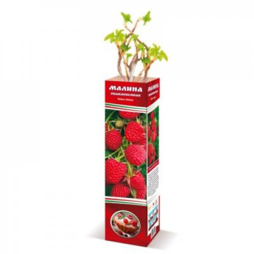 Выращивание саженцев малины. Выбор саженца и способы его хранения до посадки