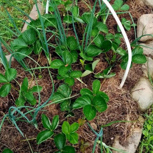 Как правильно очищать грядки от растительных остатков. Особенности садоводства на Дальнем Востоке