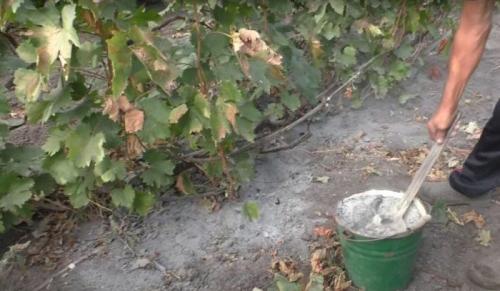 Какие ошибки чаще всего допускают новички после сбора урожая. Виноград после сбора урожая: 5 ошибок в уходе, которые не стоит допускать