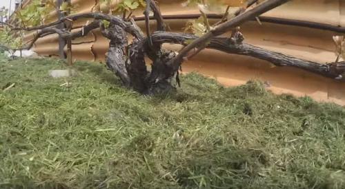 Какие ошибки чаще всего допускают новички после сбора урожая. Виноград после сбора урожая: 5 ошибок в уходе, которые не стоит допускать