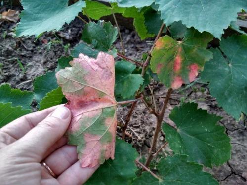 Какие ошибки чаще всего допускают новички после сбора урожая. Виноград после сбора урожая: 5 ошибок в уходе, которые не стоит допускать