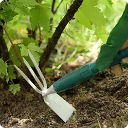 Какие удобрения лучше применять для смородины после уборки урожая. КАК ПРАВИЛЬНО УХАЖИВАТЬ ЗА СМОРОДИНОЙ ПОСЛЕ СБОРА УРОЖАЯ