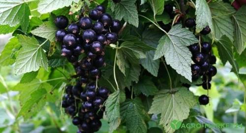 Секреты успешного выращивания смородины: 7 правил после уборки урожая 04 Секреты успешного выращивания смородины: 7 правил после уборки урожая 04