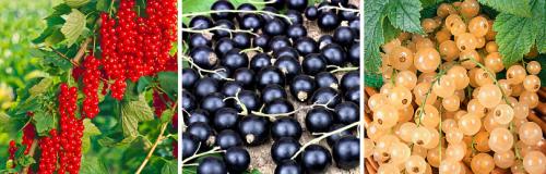 Какие удобрения лучше применять для смородины после уборки урожая. КАК ПРАВИЛЬНО УХАЖИВАТЬ ЗА СМОРОДИНОЙ ПОСЛЕ СБОРА УРОЖАЯ