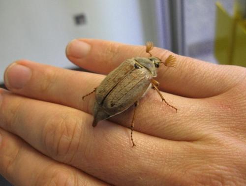 Что посадить рядом с малиной. Что посадить рядом с разрастающейся малиной? 15 Что посадить рядом с малиной. Что посадить рядом с разрастающейся малиной? 15