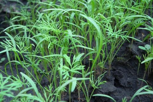 Можно ли сажать крыжовник рядом с малиной. Соседи малины, с чем сажать рядом