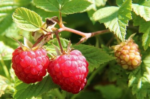 Можно ли сажать крыжовник рядом с малиной. Соседи малины, с чем сажать рядом