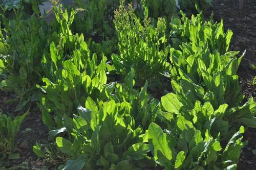 Можно ли сажать крыжовник рядом с малиной. Соседи малины, с чем сажать рядом