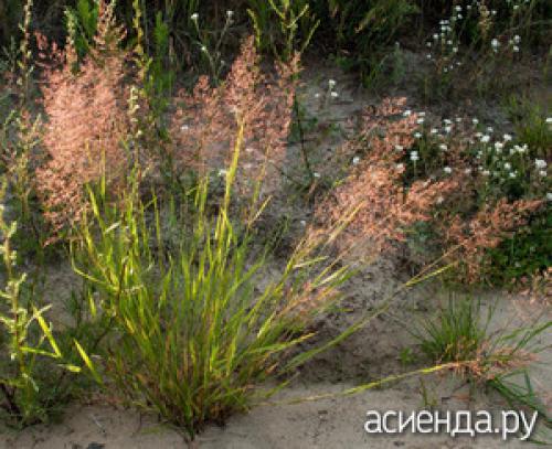 Что посадить рядом с малиной. Что посадить рядом с разрастающейся малиной?