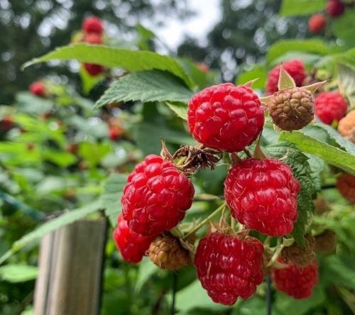 Что посадить рядом с малиной. Что посадить рядом с разрастающейся малиной? 13 Что посадить рядом с малиной. Что посадить рядом с разрастающейся малиной? 13
