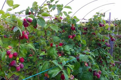 Можно ли сажать крыжовник рядом с малиной. Соседи малины, с чем сажать рядом