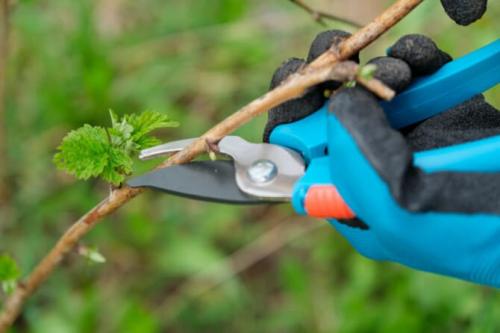 Надо ли обрезать макушки у малины осенью. Как правильно обрезать малину осенью, схемы, сроки, картинки и инструкции для начинающих