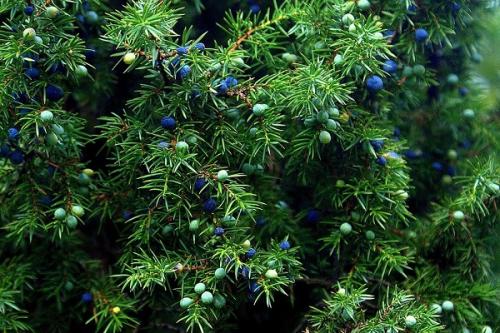 Можно ли сажать крыжовник рядом с малиной. Соседи малины, с чем сажать рядом