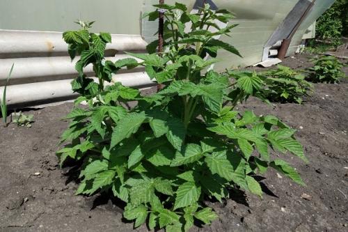 Можно ли сажать крыжовник рядом с малиной. Соседи малины, с чем сажать рядом