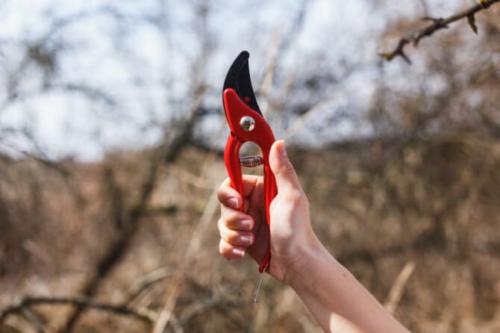 Надо ли обрезать макушки у малины осенью. Как правильно обрезать малину осенью, схемы, сроки, картинки и инструкции для начинающих