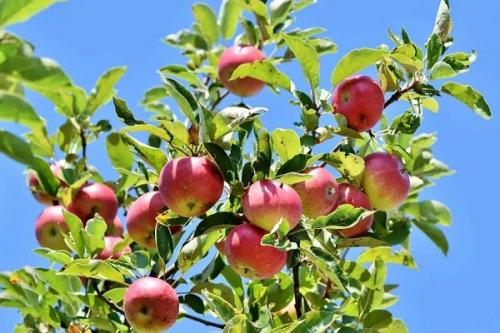 Можно ли сажать крыжовник рядом с малиной. Соседи малины, с чем сажать рядом