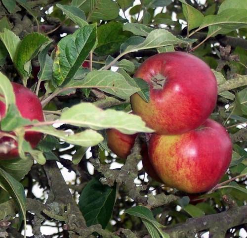 Что посадить рядом с малиной. Что посадить рядом с разрастающейся малиной? 14 Что посадить рядом с малиной. Что посадить рядом с разрастающейся малиной? 14