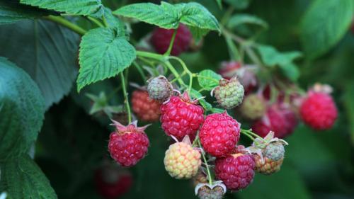 Можно ли сажать лук рядом с малиной. Почему нельзя сажать рядом с малиной некоторые растения?